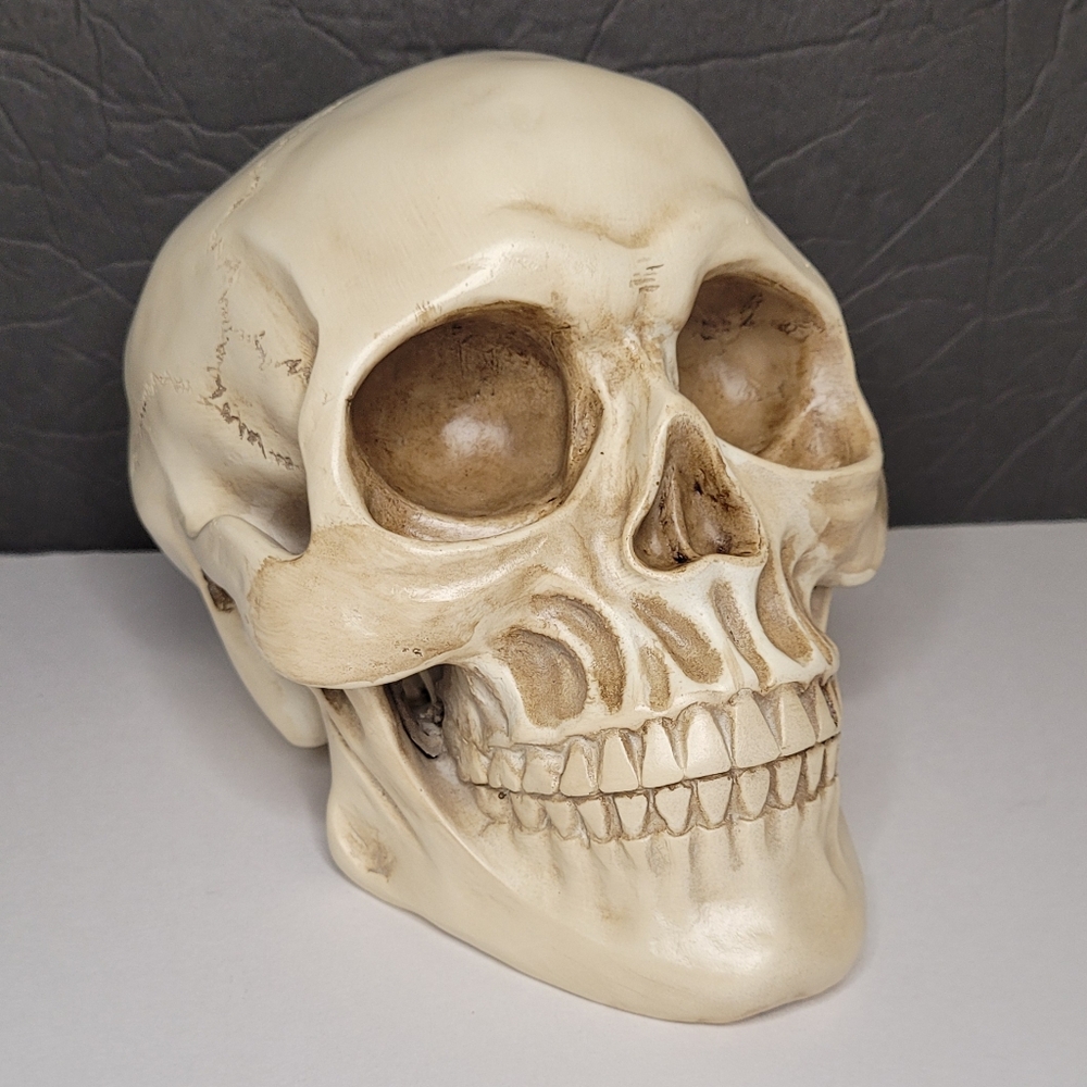 Human Skull Model Life Size Figure Realistic NWT